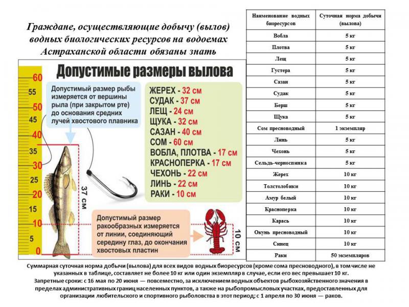  В Астраханской области ввели нормы вылова рыбы и разрешили ловить селедку