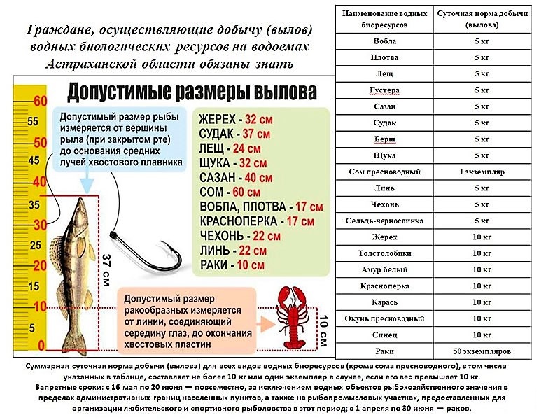 Правила рыболовства Волжско-Каспийского рыбохозяйственного бассейна (выдержки) 